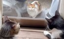 家猫へ恋をした野良の三毛猫→約３年後……思わず涙が出てくる『2匹の現…