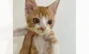猫の保護したばかりの頃と『４年後の姿』を比較したら…想定外すぎる『…