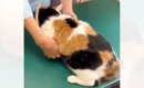 温厚な三毛猫→『動物病院』に連れて行くと……信じられない光景が72万再…