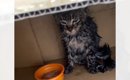 雨の中『衰弱している子猫を保護してほしい』と連絡があり、向かった…