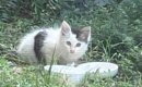 1年前、庭に現れた小さな子猫を保護したら…驚きの『現在の様子』に「…