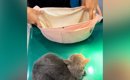 診察台の上でじっとしていた『病院嫌いの猫』…バッグを見せた瞬間の『…