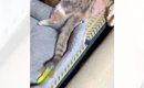 ベッドの上で一緒に眠っていた『兄妹猫』…飼い主さんが思わず爆笑した…