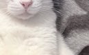 猫のイラストが入ったTシャツを着た飼い主→そばにいる『愛猫の表情』…