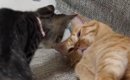 お昼寝中の先住猫、『近づいてきた子猫』に起こされた結果…『驚きの展…