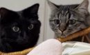 寝ている赤ちゃんを見ていた『2匹の猫』→まるでお喋りしているかのよ…