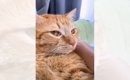 『おろして…』と訴える猫と会話していたら…飼い主の『予想外の発言』…