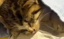 目がふさがっていた『ひとりぼっちの子猫』を発見して…保護した結果→…