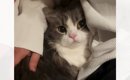 パパがソファに座って仕事をしていたら、猫がやって来て…悶絶必至の『…