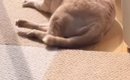 動物病院の先生に『硬い』と言われたネコ…毛づくろい中の『衝撃のシル…