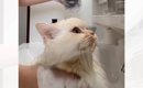 猫のシャンプー中に『宅配便』がきてしまって…玄関に向かった結果→爆…