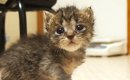 不安そうに歩いていた子猫→『家主を見つけた』次の瞬間…涙が出るほど…