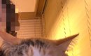 隣に来た愛猫に『撮るよー』と声をかけた結果…想定外な『可愛すぎる反…