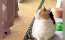 おやつをもらえることになった『三毛猫』…待っているときの様子が尊す…