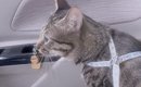 注射のために病院へ行った元野良猫→帰りの車内には“同居犬だけ”…？ま…