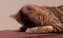 『寝起きの猫』が顔を上げた瞬間…思わず二度見する『とんでもない顔』…