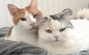 ベッドで仲良く寄り添う2匹の猫をAIで『擬人化』した結果…完全に予想…