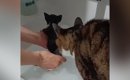 お風呂で子猫が鳴いていると…水が大嫌いな兄猫がとった『信じられない…