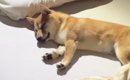 ベッドの上で熟睡していた柴犬→『しっぽ』を見ると、猫が……「可愛すぎ…