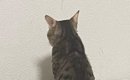 白い壁をじっと見つめて『動かない猫』→まさかの理由に笑ってしまうと…