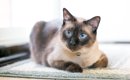猫の『顔の形』は3種類に分けられる？タイプごとの特徴や代表的な猫種…