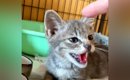 保護してからずっとママを威嚇し続けた子猫…５日後に見せた『感動の光…