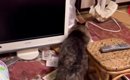 飼い主他界『家に置き去りにされた猫』→ゴミをあさり、1か月1匹で生き…