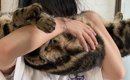 女の子に抱っこされて猫吸いされるキジトラ猫→『表情』をよく見ると……