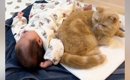 赤ちゃんの近くで寝るようになった猫→少しずつ距離が縮まっていって……