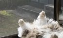 窓辺でくつろぐ元野良猫→あまりにも『大胆な日向ぼっこ』に爆笑の声続…