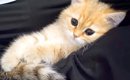 しょんぼりとした様子の赤ちゃん猫を『膝の上』に乗せてみたら…とんで…