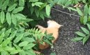 手足をバタバタさせて『苦しそうに鳴いている子猫』を発見→連れて帰っ…