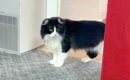 朝起きた猫→大好きなパパ猫が消えたことに気がついて…『胸がしめつけ…