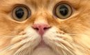 「台風の中で戦ってきたようにしか見えないｗ」→朝、猫の頭を見たら……
