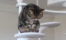 猫が『悲しんでいる』ときにみせる3つのサイン　考えられる原因から寄…