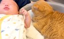 赤ちゃんのベッドで『くつろぎ始めた猫』→赤ちゃんを隣に寝かせてみた…