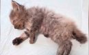 目が塞がり、『瀕死の状態だった子猫たち』→治療を続けた結果…涙が止…