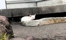 厳しい寒さが近づいてきた頃、『1匹の野良猫』が現れて…保護されると→…