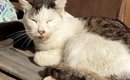 看取るつもりで保護した『ボロボロの野良猫』→２年後……涙あふれるビフ…