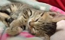 カラスに囲まれていた子猫を保護して2日目…飼い主さんのそばで見せた…