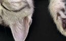 家にきてまだ『３日目』なのに→机の上を見ると、子猫が…涙が出るほど…