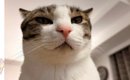 LINEに送られてきた『猫の姿』を見た結果…思わず吹き出した『予想外す…