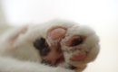 猫は『肉球のカラー』で性格が変化するって本当？3つの種類別に見る個…