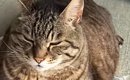 袋に水を入れて作る『流行りのおもちゃ』を猫にあげたら…予想外すぎる…