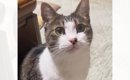 おやすみ前に猫と1日の振り返り→『いい子にしてた？』と聞くと…完璧な…