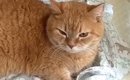 赤ちゃんの寝床を気に入った猫→隙あらばくつろぎ始めて…『可愛すぎる…