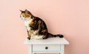 猫は『毛色や柄』によって性格が違う？4つの種類別に異なる傾向と接し…