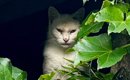 目がつり上がって険しい表情をしていた猫→保護して10日ほど経つと…想…