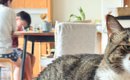 『座る場所を奪われた猫』の様子を見てみたら…まさかの『顔』に笑っち…
