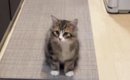 猫がキッチンに入れないよう『柵を設置したパパ』→『高さ』を見ると……